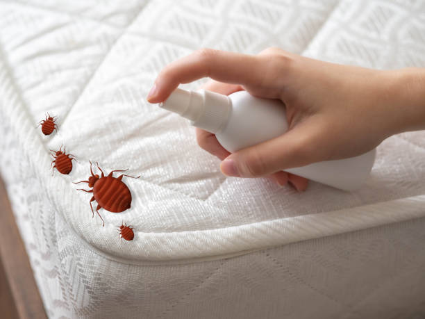 Best Local Pest Control Services  in Maysville, OK