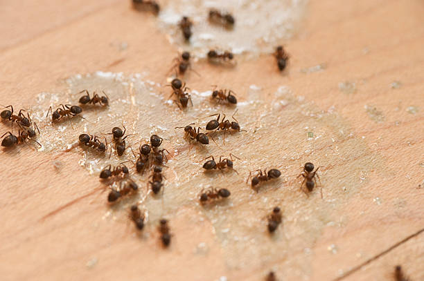 Best Cockroach Control Services  in Maysville, OK
